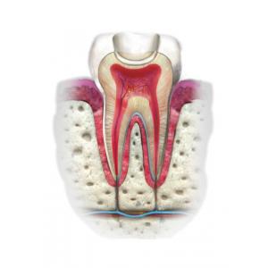 eugenol zęby